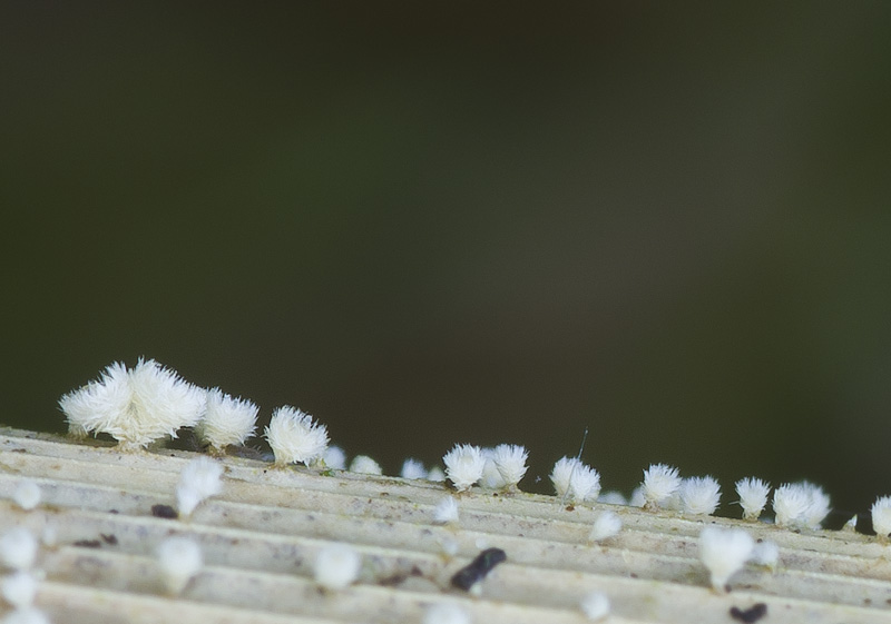 Albotricha acutipila